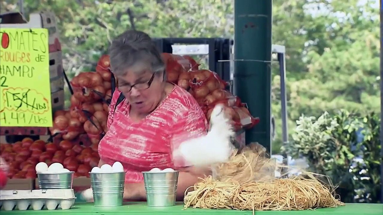 Chicken Protects her Eggs !