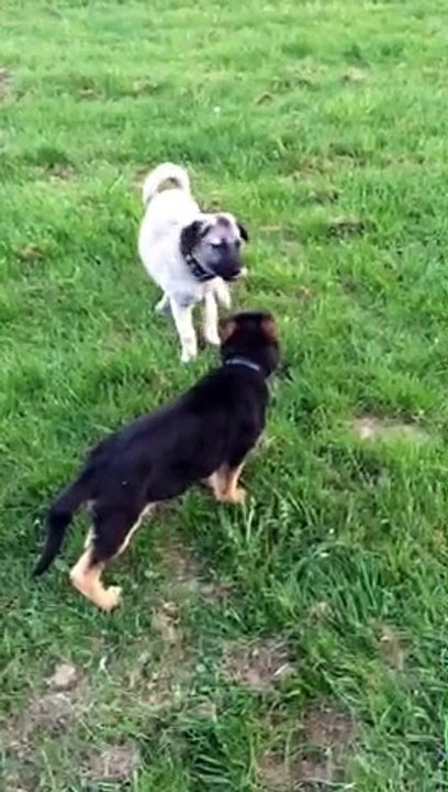 Kangal yavru alman kurduna karsi