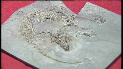 Un fósil de Cuenca, evidencia mundial de la evolución del pelaje en mamíferos