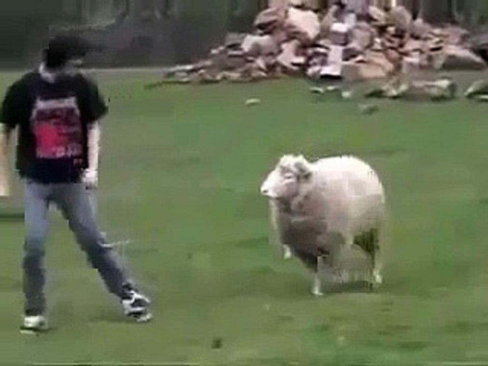 Нападение барана ПРИКОЛ