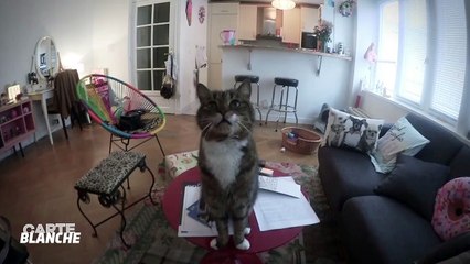 Carte Blanche #28 - Jean-Noel Félin