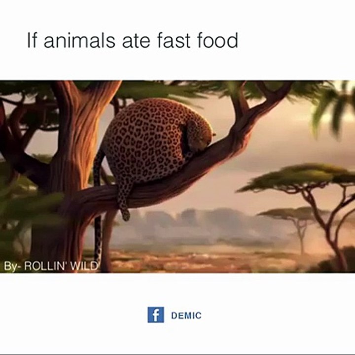 If animals eat FastFood