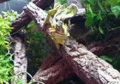 Chameleon Eating in Slow Motion