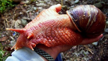 Türünün En Büyüğü 12 Hayvan