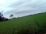 Rice-fields-punjab-Pakistan