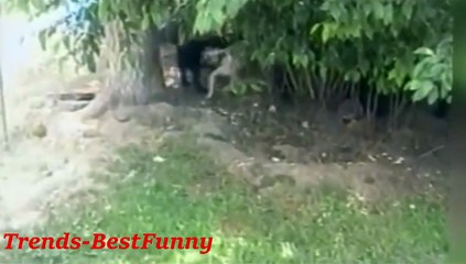 Funny and Cute Animal Compilation - Funny Animals Videos