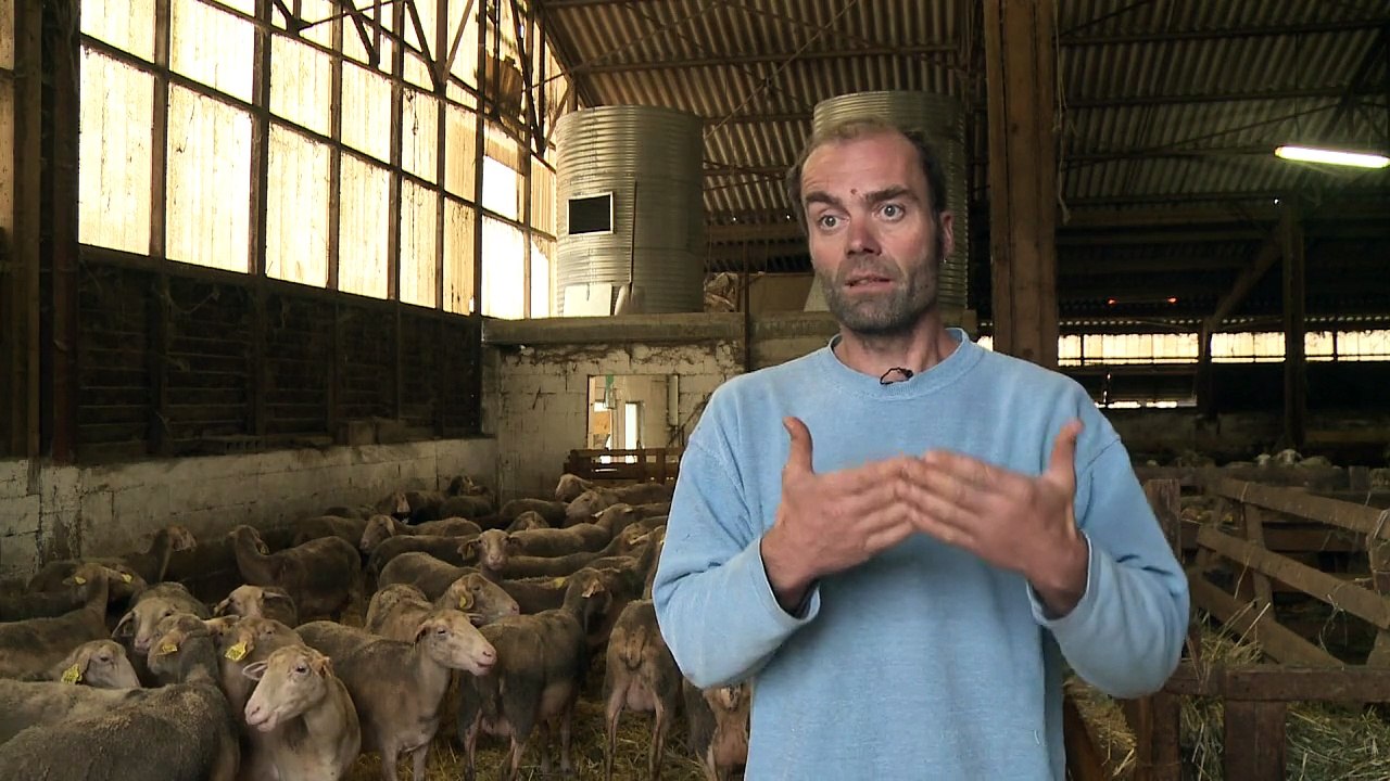 Dans le Larzac, des éleveurs ovins cultivent l'autonomie
