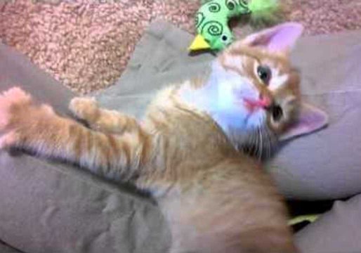 Viral Cat Adopted by Rescuer