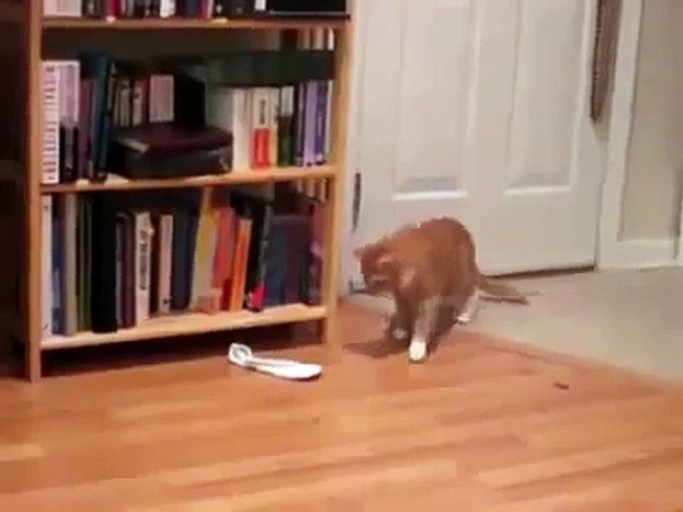Funny Cats Jump Fail Compilation