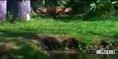 Dev Timsah Jaguara Saldırıyor HD Belgesel Kısa Video