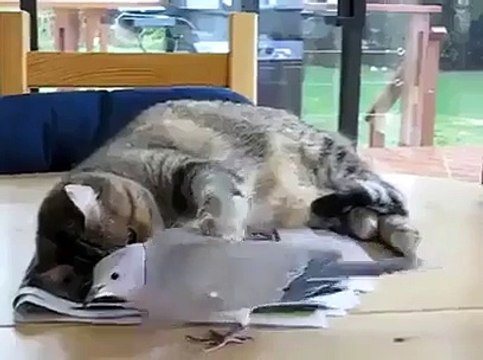 Bakın bu köpek mamasını nasıl yiyor_ - Funny videos - Komik videolar