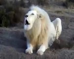 Rare White Lion Roars