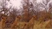 Lion Documentary National Geographic׃ LIONS EXODUS - Brutal Attacks [Full Animal Documentary]