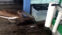 Pelican Tries to Eat Fish through a Plastic Container