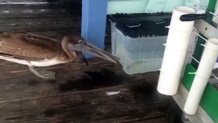 Pelican Tries to Eat Fish through a Plastic Container