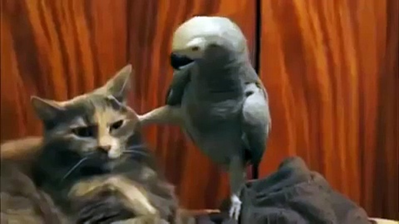Попугай допрашивает кота