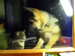 Кот и собака дерутся! Кто кого? ))