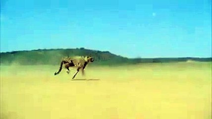 Así es la espectacular carrera de un leopardo