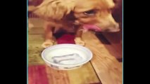 Perro intenta coger un hueso pintado