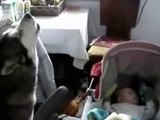 Dog helps baby stop crying