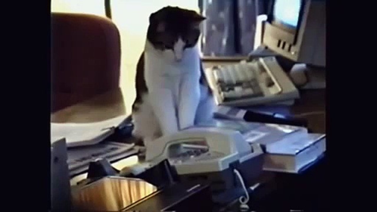 Smart Cat Videos
