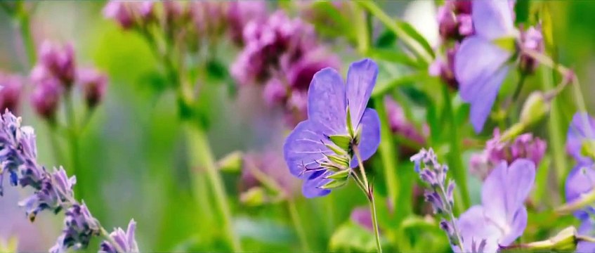 Far from the Madding Crowd TRAILER 1 (2015) - Juno Temple, Matthias Schoenaerts Drama HD