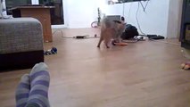 Puppy mistakenly challenges cat