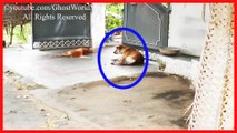 Real Ghost Following a Dog Caught On Tape GhostworldMedia