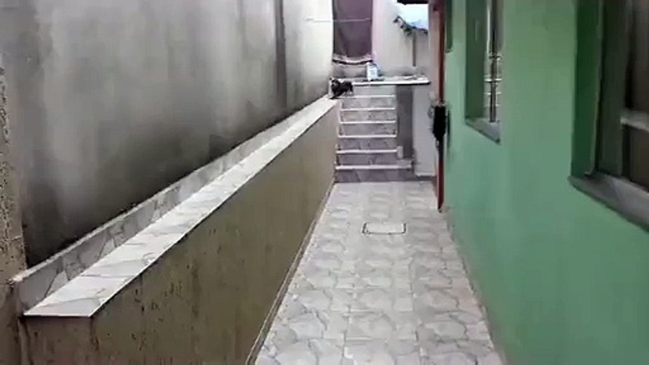 Очень Смешная такса ׃)