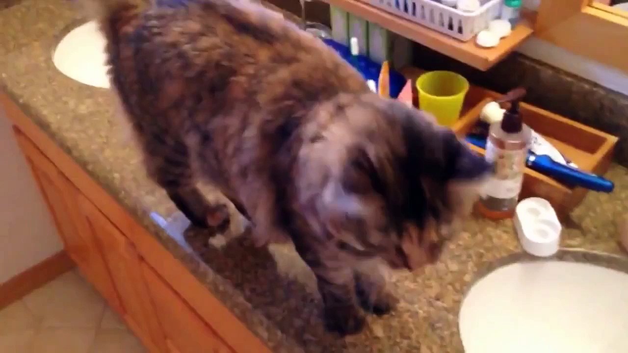 МЯУ МЯУ МЯУ!!!