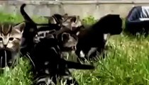 Best funny animal videos compilation 2014 Funny Cats and Kittens Meowing Compil