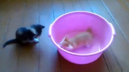 Котята и розовый тазик!
