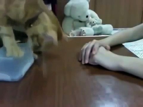 Умный котик!