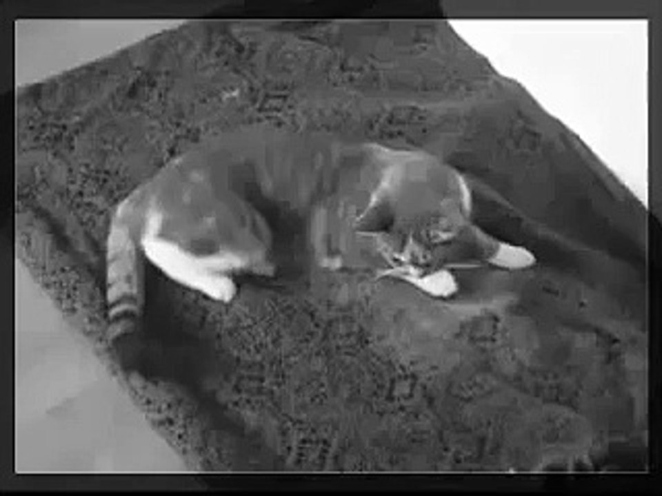 Drunk Cat Compilation - Video Dailymotion