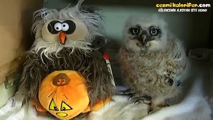 Oyuncak Baykuşa Eşlik Eden Yavru Baykuş