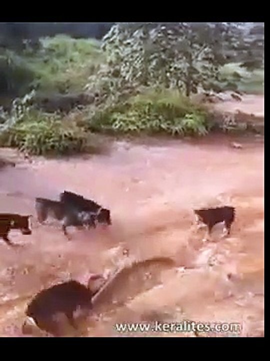 5 dogs Attack On King Cobra!!!