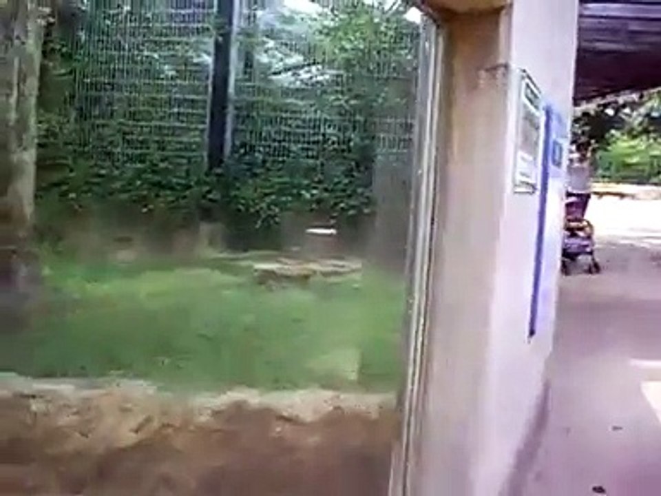 Animal Planet Snow Leopard Lion