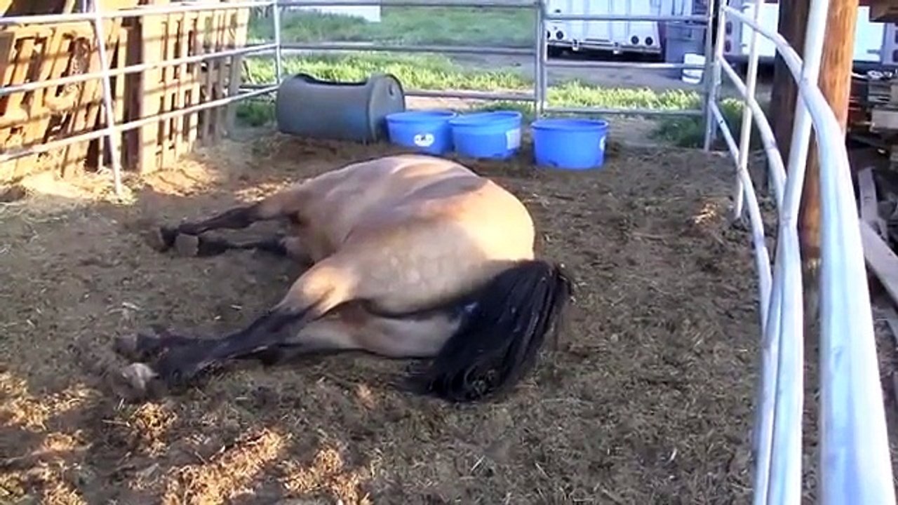 Horse Birth