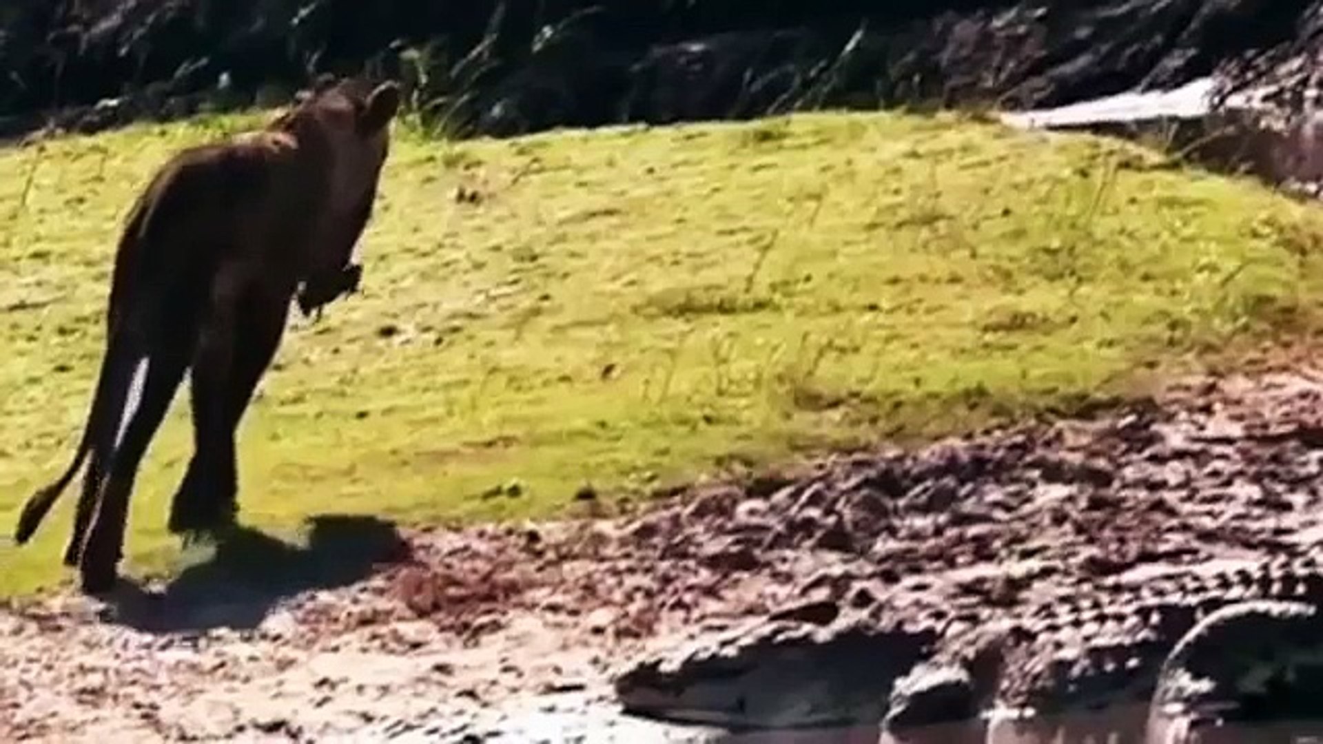 Top 84 + Discovery animals attack videos - Lestwinsonline.com