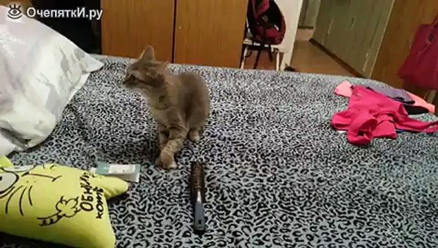 Один чихнул - второго испугал