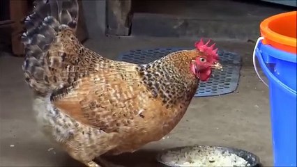 Diet feline. Funny chicken helps the cat to lose weight