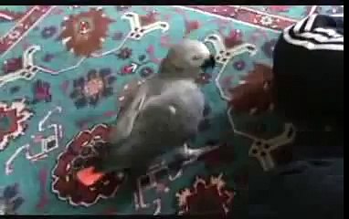 Jaco doing stunts. Cool Grey parrot