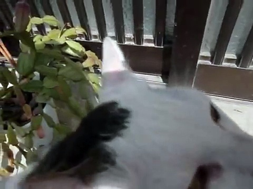 Stray Cat Takes Human Friend to Meet Her Fur Babies