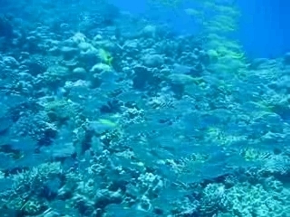 Ouvea_aquarium