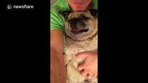 Old, blind pug still loves a belly rub