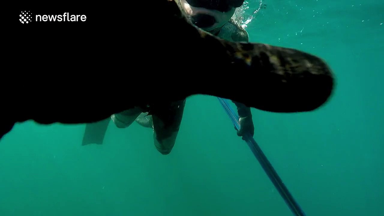 Large shark attacks spear fisherman