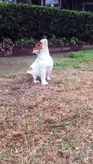 English Bulldog puppy's reaction to seeing rain for the very first time