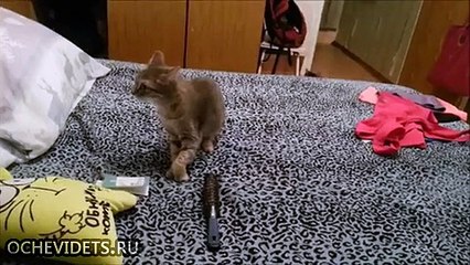 Пугливая кошка