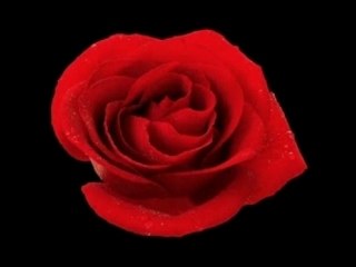 Flowers For Mothers Day Is A Popular Gif