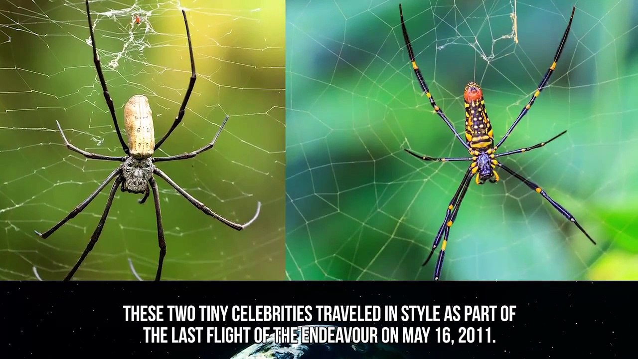 10 Craziest Things We Launched Into Space